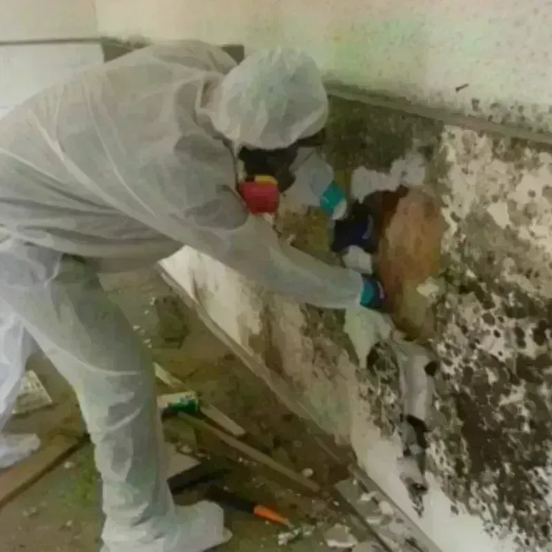 Mold Remediation and Removal in Center, TX